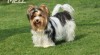 Biewer Yorkshire terrier 430221_t.jpg
