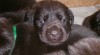 Labradorský retriever s PP čokoládový 431294_t.jpg