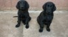 Flat Coated Retriever 431382_t.jpg