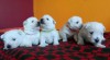 West highland white terrier (westík) - štěňata 431391_t.jpg