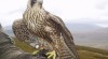 Peregrines Ptáci Pro Prodej 432021_t.jpg