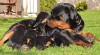 Nabízím štěňátka Rottweilerů, pouze fenečky 432124_t.jpg