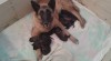 Belgický ovčák malinois - štěňata s PP 432783_t.jpg
