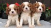 Cavalier King Charles Spaniel 433959_t.jpg