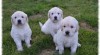 Zlatý Retriever 434305_t.jpg