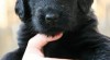 Štěňátka flat coated retrievera s PP 434534_t.jpg