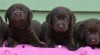 Labrador retriver čokoládová s PP (pejsci) 434765_t.jpg