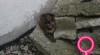 Daruji 10 týdení koťátko 436157_t.jpg
