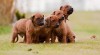 Rhodéský ridgeback štěňata s PP 436416_t.jpg