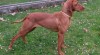 Maďarský ohař krátkosrstý Vizsla - štěňátka pejsků 437331_t.jpg