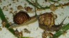 hlemýžď kaviárový Helix Aspersa Maxima 437742_t.jpg