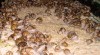 šnek kaviárový HELIX ASPERSA MAXIMA 437765_t.jpg