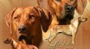 Rhodéský ridgeback - štěňata s PP k předrezervaci 438388_t.jpg