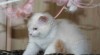 koťata Ragdoll s PP 438610_t.jpg