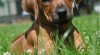 REZERVACE-ŠTĚŇATA RHODÉSKÝ RIDGEBACK S PP 438934_t.jpg