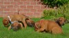 Rhodéský ridgeback krásná štěňata s PP 439253_t.jpg