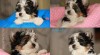BIEWER Yorkshire terrier 439280_t.jpg