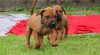 Rhodéský ridgeback - vymazlená štěňátka s PP 439858_t.jpg