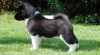 Americká Akita - štěňátka 440369_t.jpg