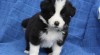 Border kolie 440416_t.jpg