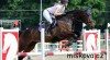 Klisna do sportu, 9 let 440455_t.jpg