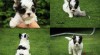 BIEWER Yorkshire terrier 440541_t.jpg
