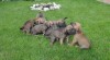 ŠTEŇATÁ FILA BRASILEIRO - 100% ČISTOKRVNÉ 440588_t.jpg