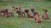 Rhodeský Ridgeback štěňata s PP 440624_t.jpg