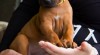 Rhodéský ridgeback - štěňátka s PP 440655_t.jpg
