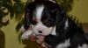 Kavalír King Charles Španěl 440752_t.jpg
