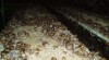 Helix Aspersa Maxima 441111_t.jpg