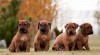 Rhodéský Ridgeback s PP 441264_t.jpg