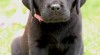 Štěňátka labradorského retrívra s PP - černé fenky 442004_t.jpg