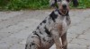 Prodám štěňata leopardího psa (Catahoula) s PP 442179_t.jpg