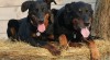 Beauceron štěňátka s PP 442346_t.jpg
