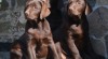 Labrador retriver čokoládová s PP (pejsci) 442677_t.jpg