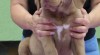 Chesapeake bay retriver s PP(podob.hn.labradorovi) 442701_t.jpg