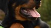 Beauceron štěně 442912_t.jpg