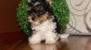 Biewer Yorkshire terrier 442967_t.jpg