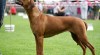 Štěňátka rhodéského ridgebacka 442979_t.jpg
