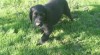 Flat coated retriever 443304_t.jpg