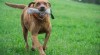 Daruji fenku chesapeake bay retrievera s PP 443401_t.jpg