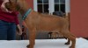 Rhodéský ridgeback s PP - k odběru říjen 2014 443891_t.jpg