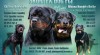 Rottweiler, rotvajler, RTW 444074_t.jpg