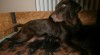 Flat coated retriever s PP 444676_t.jpg