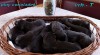 Čokoládový labrador 444915_t.jpg
