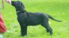 Flat coated retriever 445366_t.jpg