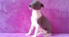 Whippet - štěňátka s PP 445669_t.jpg
