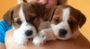 Jack Russell teriér - štěňátka s průkazem původu FCI 445963_t.jpg
