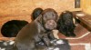 Flat coated retriever s PP 446649_t.jpg